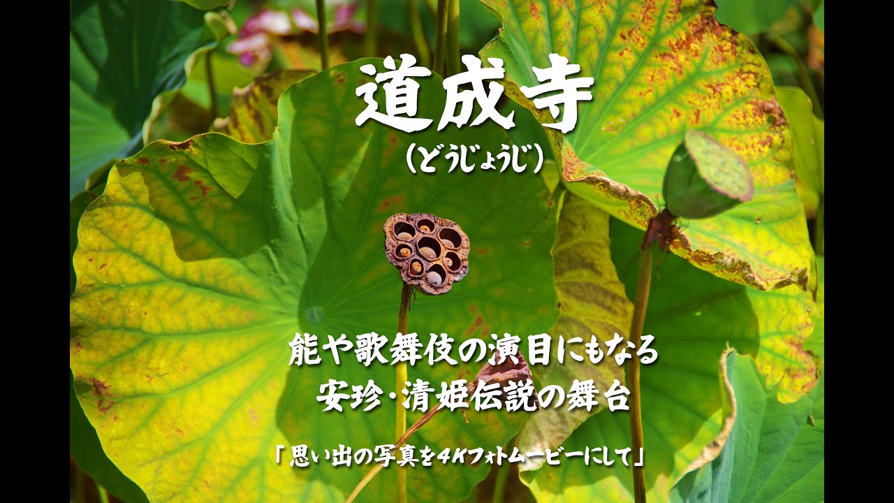 道成寺 （どうじょうじ）能や歌舞伎の演目にもなる安珍・清姫伝説の