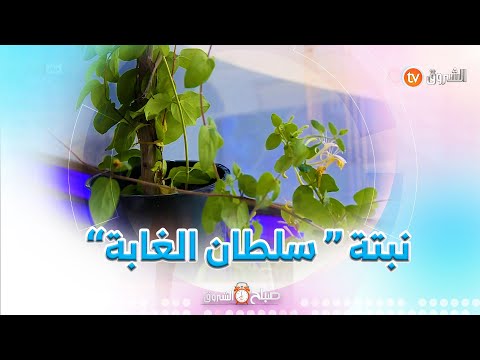 نبتة سلطان الغابة الطاردة للناموس تعرفوا على طريقة غرسها مع المهندس الزراعي حميد شيخي