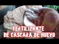 Como hacer fertilizante con cáscaras de huevo (AGRICULTURA  ORGANICA)