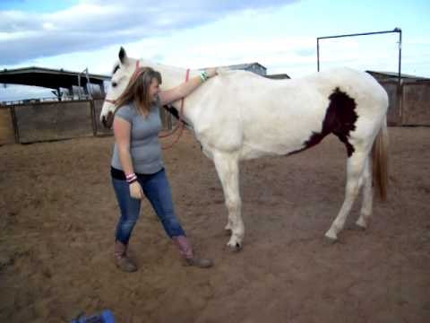 My Firend Ashley trying to get on her horse Trixie lol