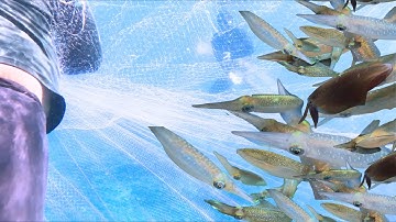 Hauling the Net – A Big Catch of Reef Squids