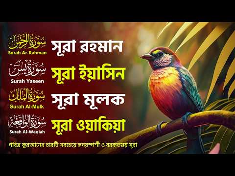 প্রতিদিন শুনুন সূরা ইয়াসিন, রহমান, মূলক ও ওয়াকিয়া | Surah Rahman, Yaseen, Mulk, Waqiah Recitation