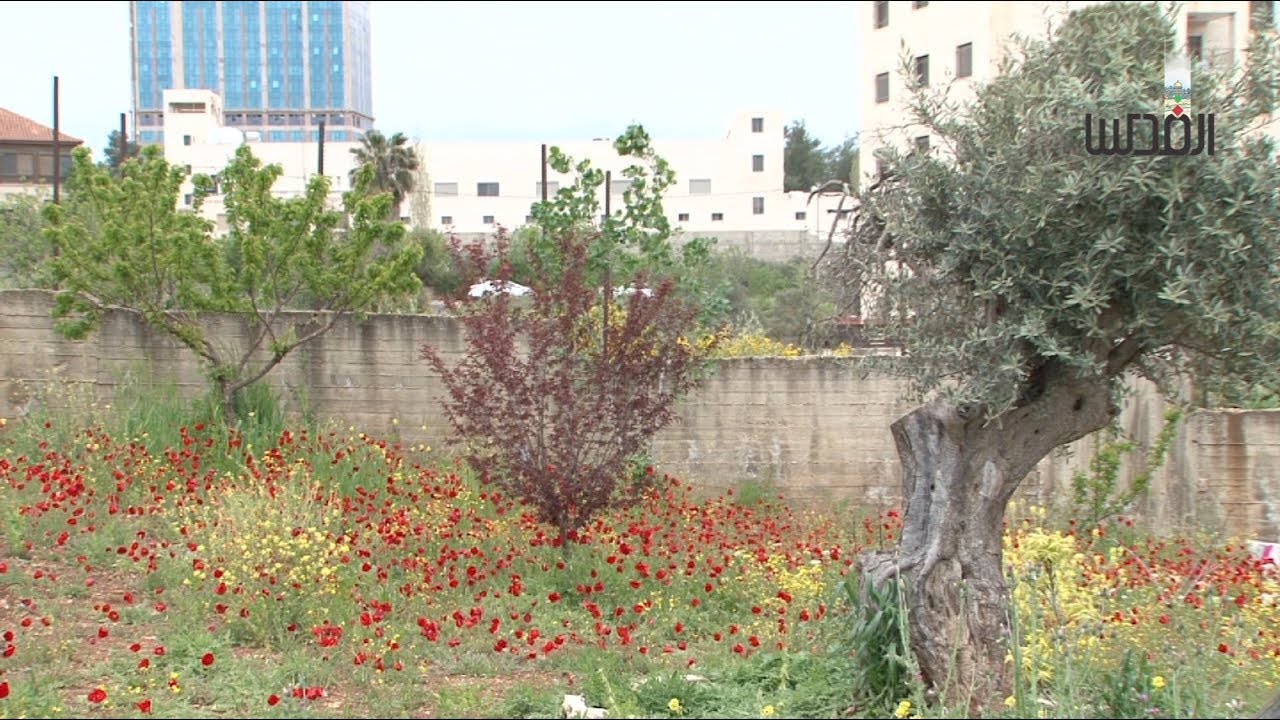 أثر المنخفض الأخير على المحاصيل الزراعية