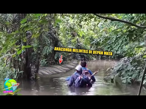 Video: Anaconda gergasi - pemangsa di alam liar