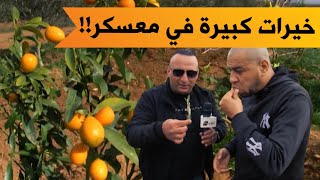 فلاحون يرفعون التحدي في معسكر وينتجون أجود أنواع الفواكه رغم العراقيل؟!.. شاهدوا: