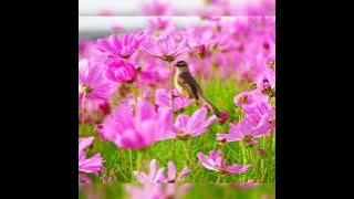 HUMURA, IGABURIRA INYONI IKAMBIKA UBURABYO IGUKUNDA URUKUNDO RURUTAHO