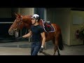 DRESSAGE HORSE TRIES SHOWJUMPING || MATT HARNACKE - PART 1