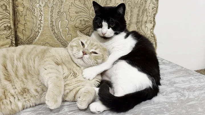 Video 11780061: british shorthair male cat, gold british shorthair male, white domestic shorthair male, cute cat