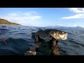 Spearfishing chasse sous marine en corse sigal 