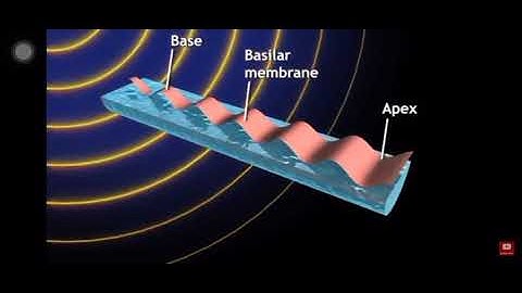 Sensory coding of pitch: Basilar membrane frequency response