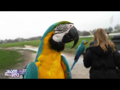 #1TVPLAY როგორ მეტყველებენ თუთიყუშები