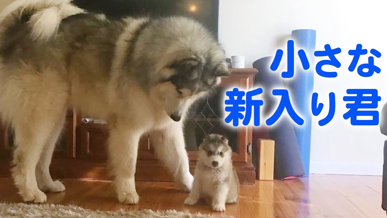 Fluffy Big Dog Malamute Brothers Grow Up Together Youtube