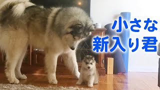 Fluffy big dog malamute brothers grow up together.