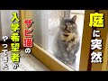 【野良猫保護】突然庭にやってきたサビ猫の入学希望者を保護しました（てまりちゃん）