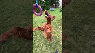 Triple Jump SlowMo #irishsetter #dog #shortsvideo