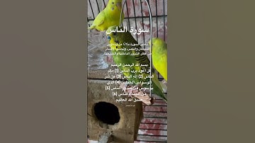 #سورة_الناس #مكتوبة #قرآن #المصحف #تحصين #الوسواس #الجن #اكسبلور #طيور_حب #البادجي #quran #birds
