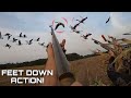 INSANE Goose Hunt! But will it be the last? Limits in the Cut Corn!!