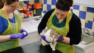 Microchipping your cat | What you need to know by Cats Protection 1,646 views 2 months ago 2 minutes, 30 seconds