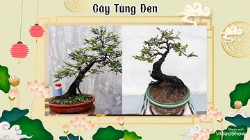 CÂY TÙNG ĐEN, TRÀNG ĐEN, CỨT CHUỘT ( QUẢNG NINH )