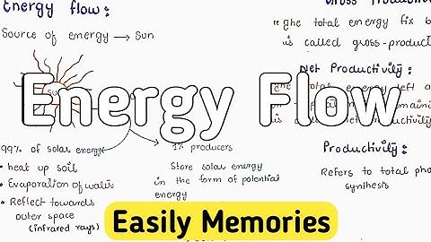 Energy Flow In An Ecosystem | Food Chain