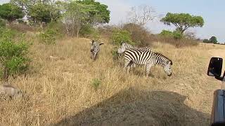 Alimentando as Zebras e Javalis - Zimbabue