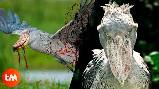 The Most TERRIFYING BIRDS In The World 🦅😱