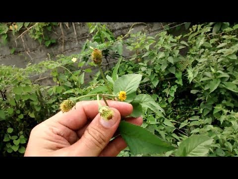 Vídeo: Qual planta tem folhas em forma de agulha?