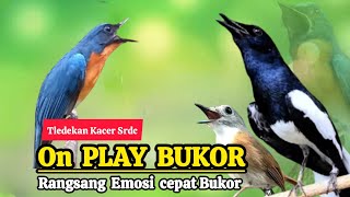 TERBUKTI AMPUH, MERANGSANG EMOSI TLEDEKAN GUNUNG, SRDC DAN KACER