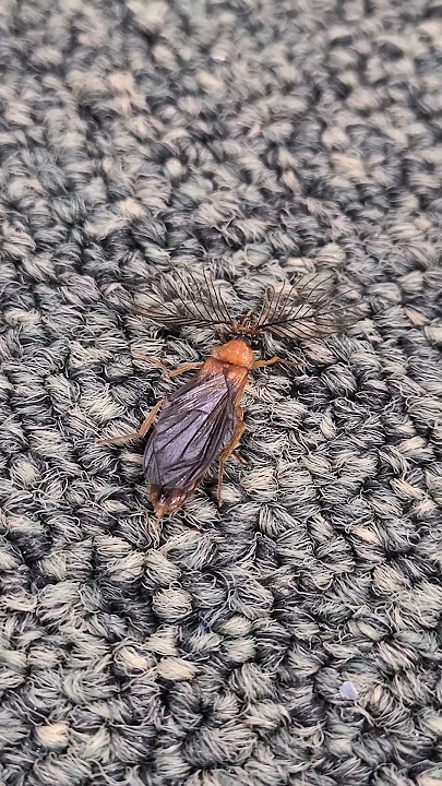 🕵️🐜The Creepiest Bug You've NEVER Seen Before!❓What Kind of Insect Is THIS? So Strange! #bug #insect
