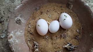 تعاله اعرف مشاكل البيض الصغير عند الحمام وفوائد البيض الكبير مهم جدا ??