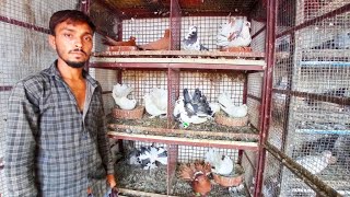 Pigeon in khandwa || karan bhai ke masakali kabootar || indian fantail || fancy pigeon