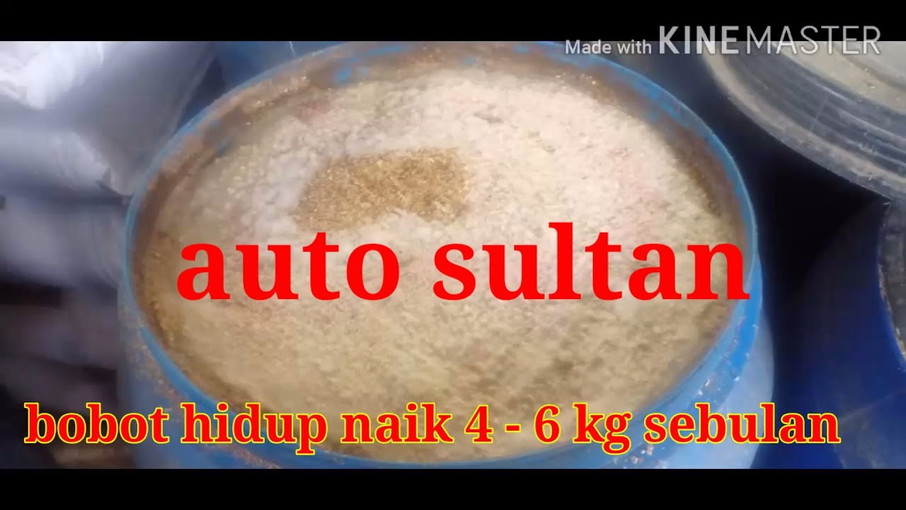 Cara membuat pakan fermentasi untuk kambing supaya cepat gemuk 