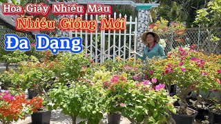 Hoa giấy ghép siêu bông, nhiều giống mới, đa dạng màu sắc.👉27/04☎️ 0979.563.401 Ngọc Hồ