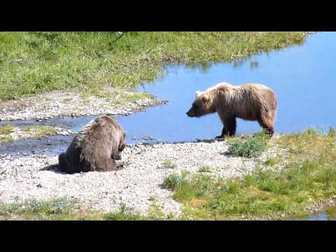 2010 Full Alaska bear vs bear on Funnel Creek Katmai NP