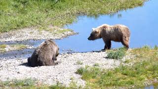 2010 Full Alaska bear vs bear on Funnel Creek Katmai NP