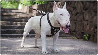 Miniature Bull Terrier Walking In Studded Leather Dog Harness For Puppies And Small Breeds