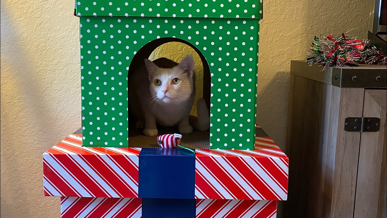 Cats Get a Big Early Christmas Present!