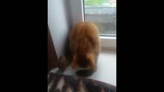 Kot I Ogorek Cat Meme Tube