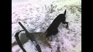 Натаска ягдтерьера по заячьему следу!Охота с Ягдтерьером Натаска ягдтерьера по заячьему следу!Охота с Ягдтерьером