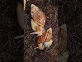 Новые питомцы/ улитки 🐌/улитка ахатина/ Ахатина/ snail/ 蜗牛/ カタツムリ #shorts #crimea