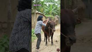 Stubborn Bull Won't Move? Here's How I Got Home #cow