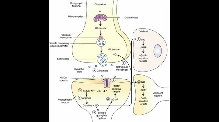 Neuroscience 4a Neurotransmitters JM.mov
