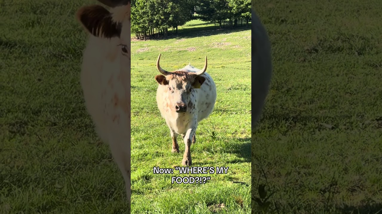 その他 COW COW was INNOCENT. She Was So Innocent Back Then 🥺🐮 - YouTube