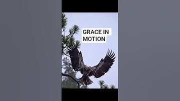 Smooth Landing by a Young Sky King - young Bald eagle