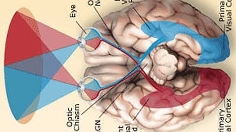 Binocularity [ Sub - ENG ] - Binocular Vision part 1