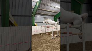 TACHITA HAS WINGS😱 150 cm👏🏻 #shorts #horse #horsejumping