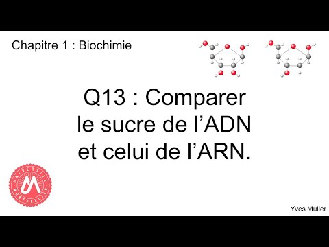 Vidéo: En quoi le sucre de l'ARN est-il différent du sucre de l'ADN ?