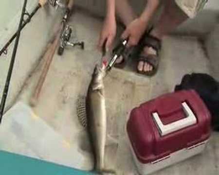 Video: Hur Man Lagar Provensalsk Fisk Med Varg