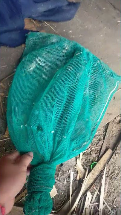 Chim quốc biển, trích re