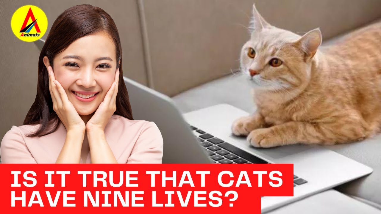 Is it true that cats have nine lives? | Animals Channel @Maroon 5